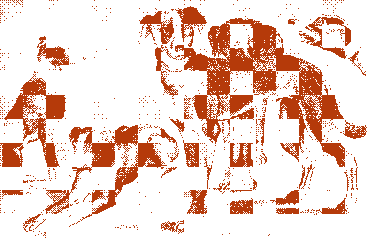 Five piebald hunting hounds on a blank ground, seated, lying and standing; one faces the viewer. Etching.
